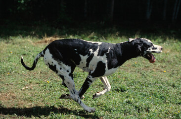 Naklejka na ściany i meble Great Dane running in field with tongue out