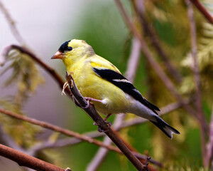 Obraz premium American Goldfinch Photo and Image. Finch close-up side view, perched on a branch with a coniferous branches background in its environment and habitat and displaying its yellow feather plumage.