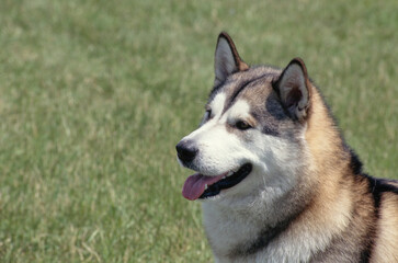 Naklejka na ściany i meble Siberian Husky in grass field with tongue out