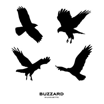 Buzzard silhouette. Common Buzzard bird silhouette isolated on white background. vector illustration