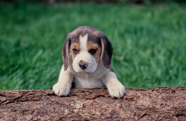 Beagle puppy sitting up on trunk outside