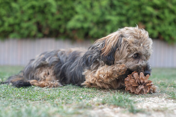 Bolonka Hund spielt mit Tannenzapfen im Herbst auf der Wiese