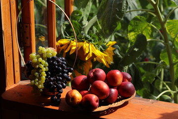 View of a blooming garden with sunflower flowers at a country house with grapes and nectarine in a vase on the window.The concept of ecological fruits berries vitamins and a healthy lifestyle