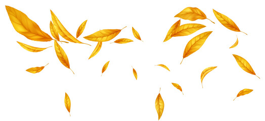 Fall Leaf Background