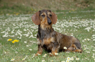 Dachshund in flower field