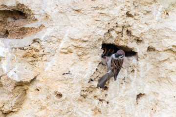 Eurasian tree sparrow, Passer montanus, sitting next to the nest, chicks peek out