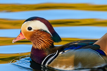 Portrait of a colorful Mandarin duck male Aix galericulata swimming in the river