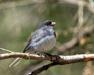 Junco Dark-eyed Photo and Image. Perched on a branch displaying grey feather plumage, head, eye, beak, feet, with a blur background in its environment and habitat surrounding.