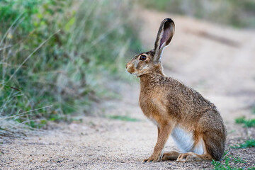 Wild European Hare Lepus Europaeus. Close up on a country road