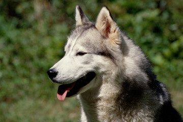 Naklejka na ściany i meble Close up of Siberian Husky sitting on Rock with tongue out looking ahead