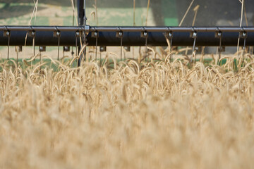 Harvesting Rye - 529056154