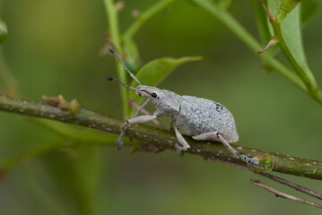 Gorgulho de Bico Curto Cyrtomon
