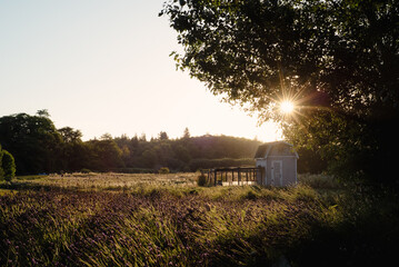 Sunrise at a lavender farm in Sequim, Washington with blue chicken coop  © Terri