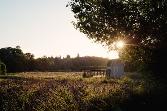 Sunrise at a lavender farm in Sequim, Washington with blue chicken coop 