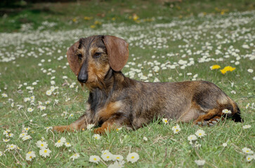 Dachshund in flower field