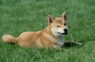Shiba Inu laying in grass with mouth open