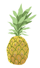 Pineapple fruit graphic illustration