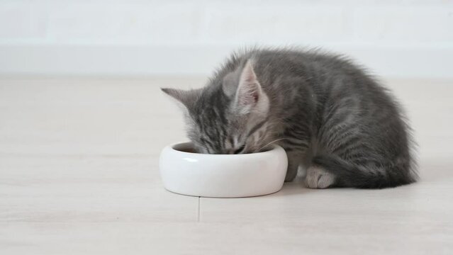 cute fluffy gray kitten cat eats food in the apartment on a light background large licks. High quality 4k footage