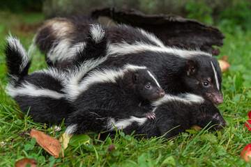 Mother Striped Skunk (Mephitis mephitis) and Kits Face Right Summer