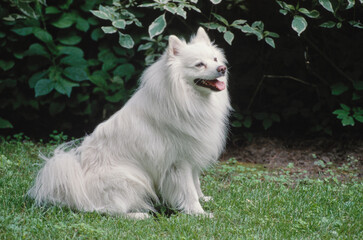 American Eskimo in front of trees - Powered by Adobe