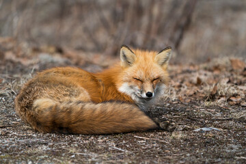 Fototapeta premium Red Fox Photo Stock. Fox Image. Close-up profile view resting with close eyes in the spring season displaying fox tail, fur, in its environment and habitat with a blur background. Picture. Portrait.
