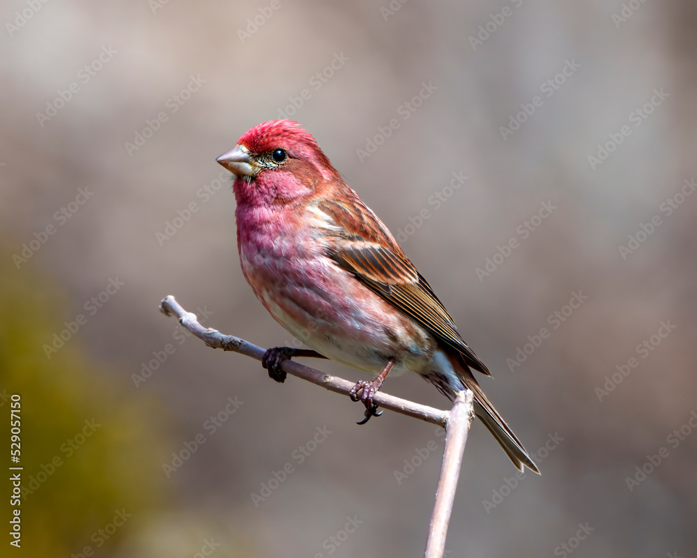 Wall mural Purple Finch Photo and Image. Finch male close-up profile view, perched on a branch displaying red colour plumage with a blur background in its environment and habitat surrounding.