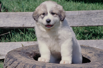 Great Pyrenees puppy on tire