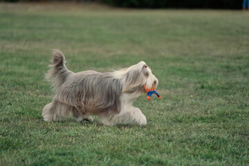 Naklejka na ściany i meble Bearded collie running in grass outside with toy in mouth