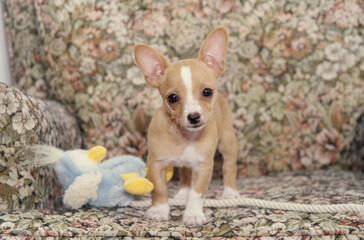 Chihuahua puppy on couch with stuffed animal toy