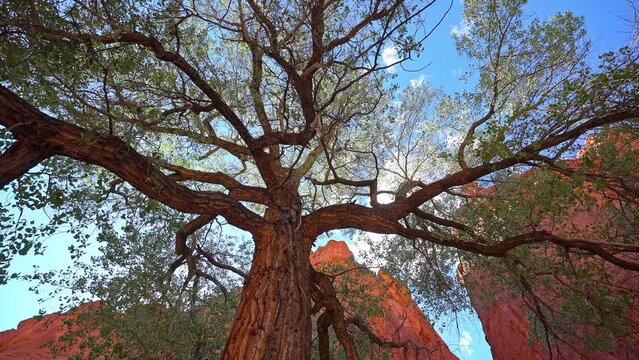 Looking up through tall tree in we glowing red cliffs in Utah along the Burr Trail in Escalante.
