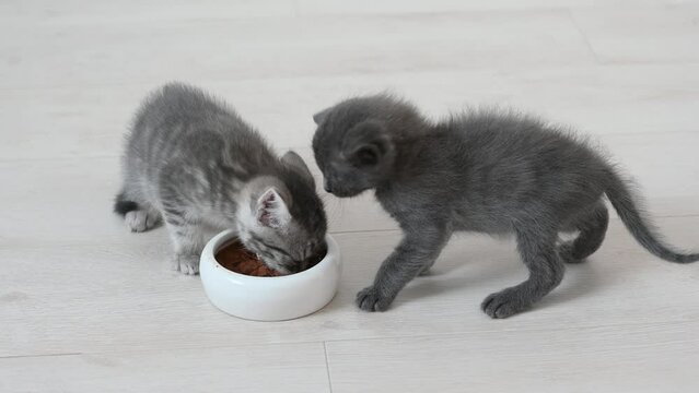 cute fluffy gray kitten cat eats food in the apartment on a light background large licks. High quality 4k footage