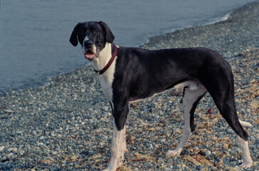 Great Dane in dark red collar on beach looking at camera with tongue out