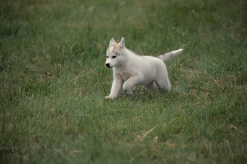 Naklejka na ściany i meble Siberian Husky puppy in grass
