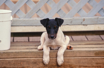 Smooth Fox Terrier puppy laying on porch