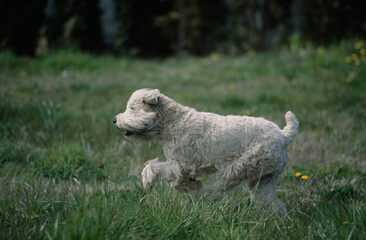 Naklejka na ściany i meble Soft Coat Wheaton Terrier puppy running in grass