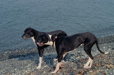 Great Danes on beach