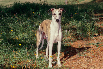 Fototapeta premium Whippet standing in trail area near small yellow flowers