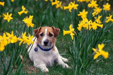 Jack Russell Terrier laying in field with yellow flowers