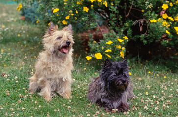 Two Cairn Terriers sitting in yard in front of yellow flowers