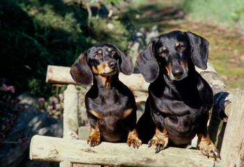 Dachshunds on bench