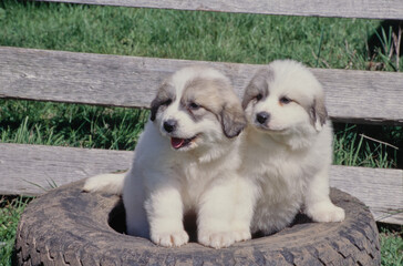 Great Pyrenees puppies on tire - Powered by Adobe