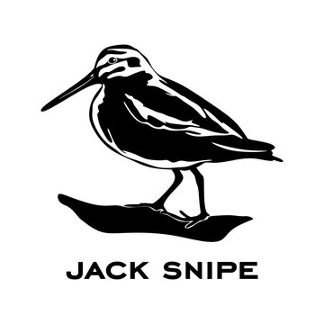 Jack snipe logo isolated on white background. Bird sign. Jack snipe silhouette. Minimalist bird icons vector illustration