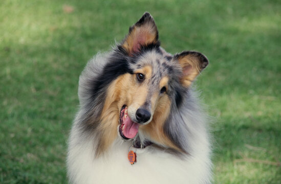 Collie in field