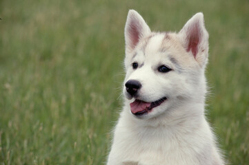 Close up of Siberian Husky in grass