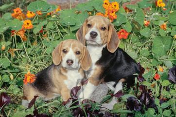 Two beagle puppies sitting in garden with orange flowers