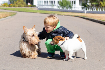 A blond boy 4 years old in a black jacket and green trousers hugs, talks and plays with two dogs a Scottish terrier and a Jack Russell terrier. In the city on an autumn day.