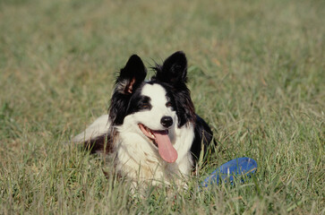Border Collie in field with frisbee