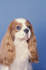 King Charles Spaniel on blue background