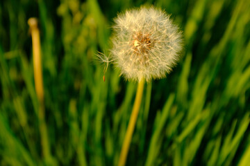 A fluffy dandelion on a green grass lawn. A large single dandelion on the bon, close-up in grass. Grass background for post, screensaver, wallpaper, postcard, poster, banner, cover, website