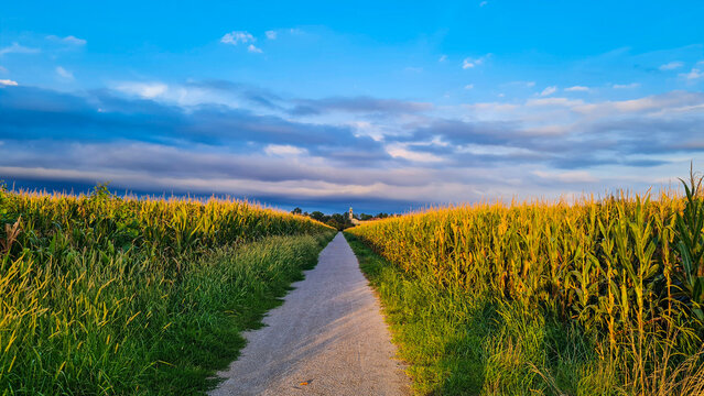 Landscape of a field of corn and sky near parco delle groane Bollate, Italy